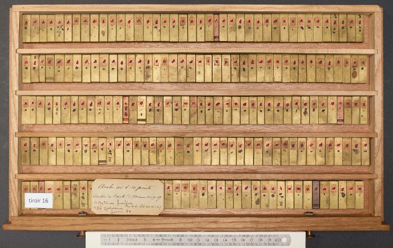 Tiroir de matrices : arabe d'Avicenne corps 12