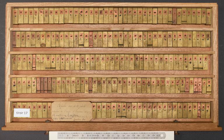 Tiroir de matrices : arabe d'Avicenne corps 12