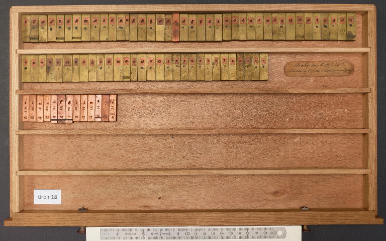 Matrices : arabe d'Avicenne corps 12