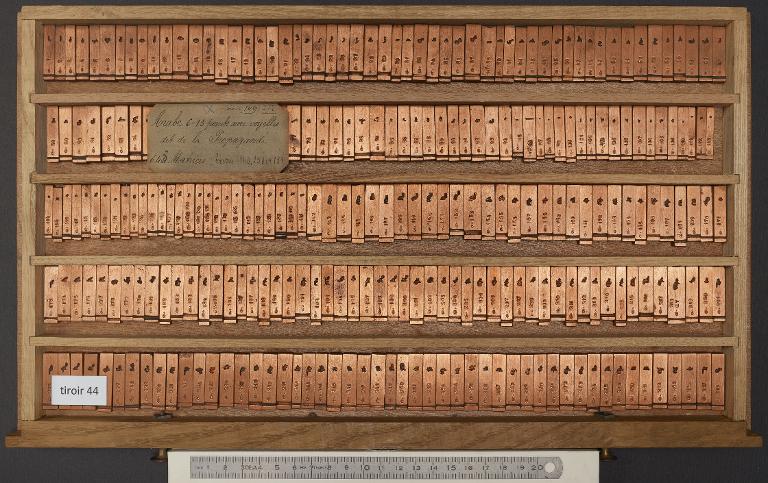 Tiroir de matrices : arabe de la Propagande corps 13