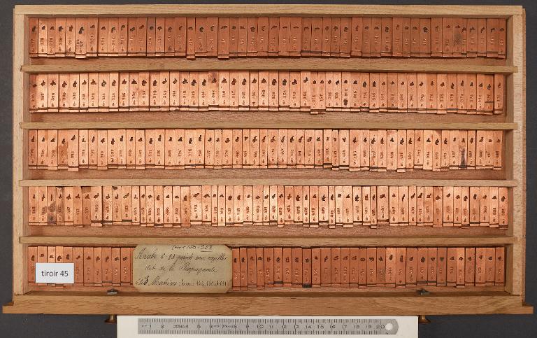 Tiroir de matrices : arabe de la Propagande corps 13