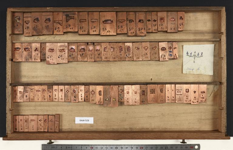 Tiroir de matrices : ornement typographique sur divers corps