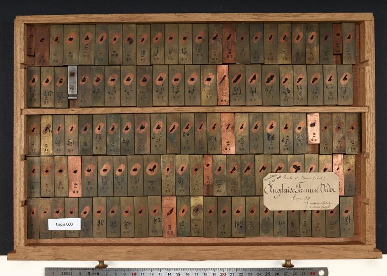 Tiroir de matrices : anglaise Didot corps 20