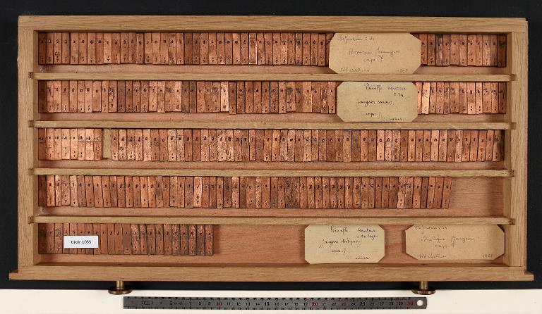 Matrices : Jaugeon corps 7 , romain