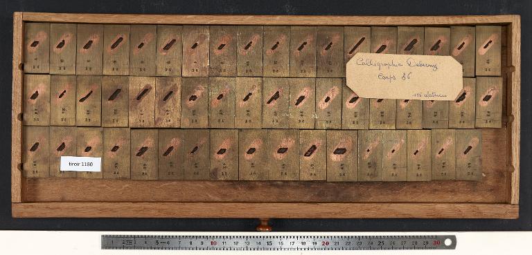 Tiroir de matrices : calligraphie Deberny corps 36